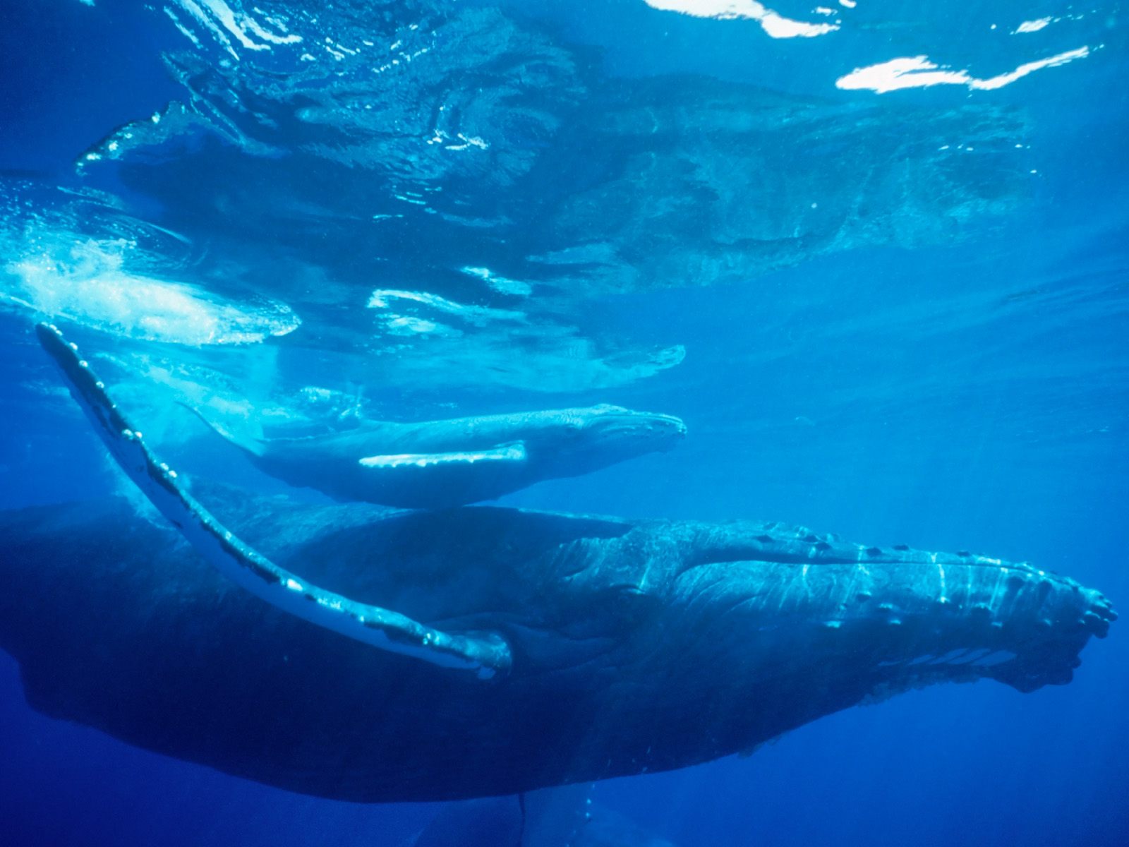 Humpback whale underwater wallpaper | danasrhg.top