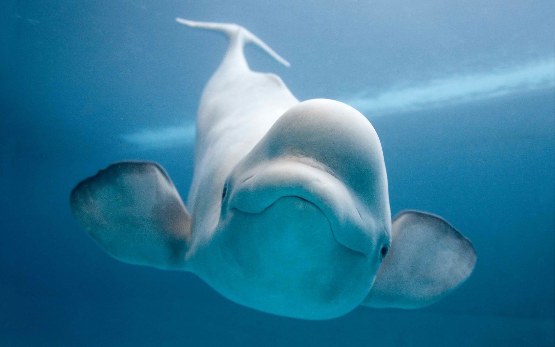 Beluga whale Wallpapers | Pictures