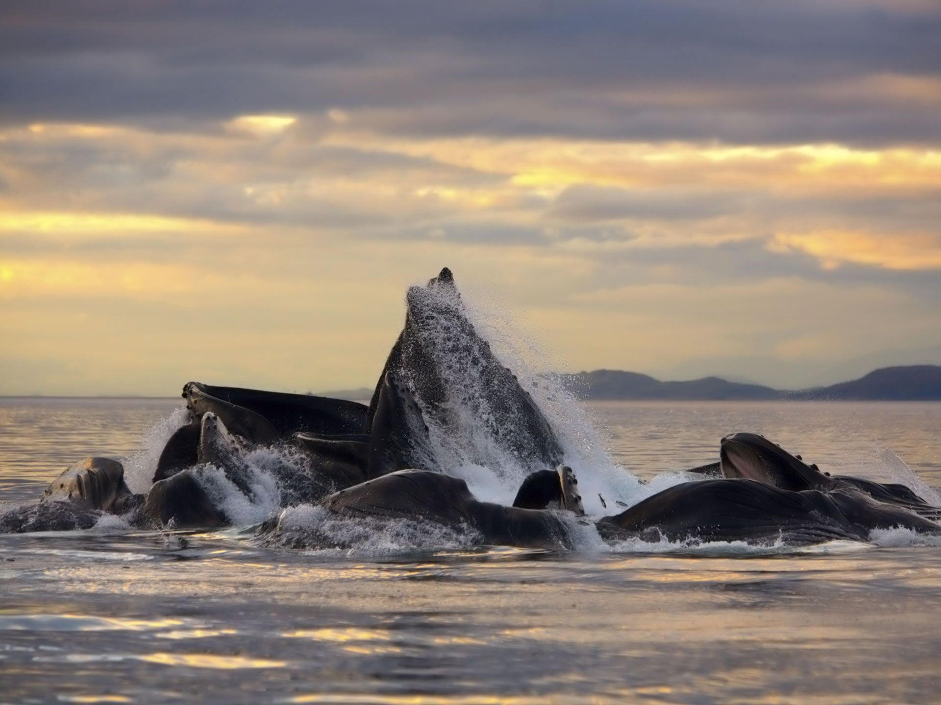 Desktop Wallpaper · Gallery · Animals · Whales Cetaceans, Humpback ...
