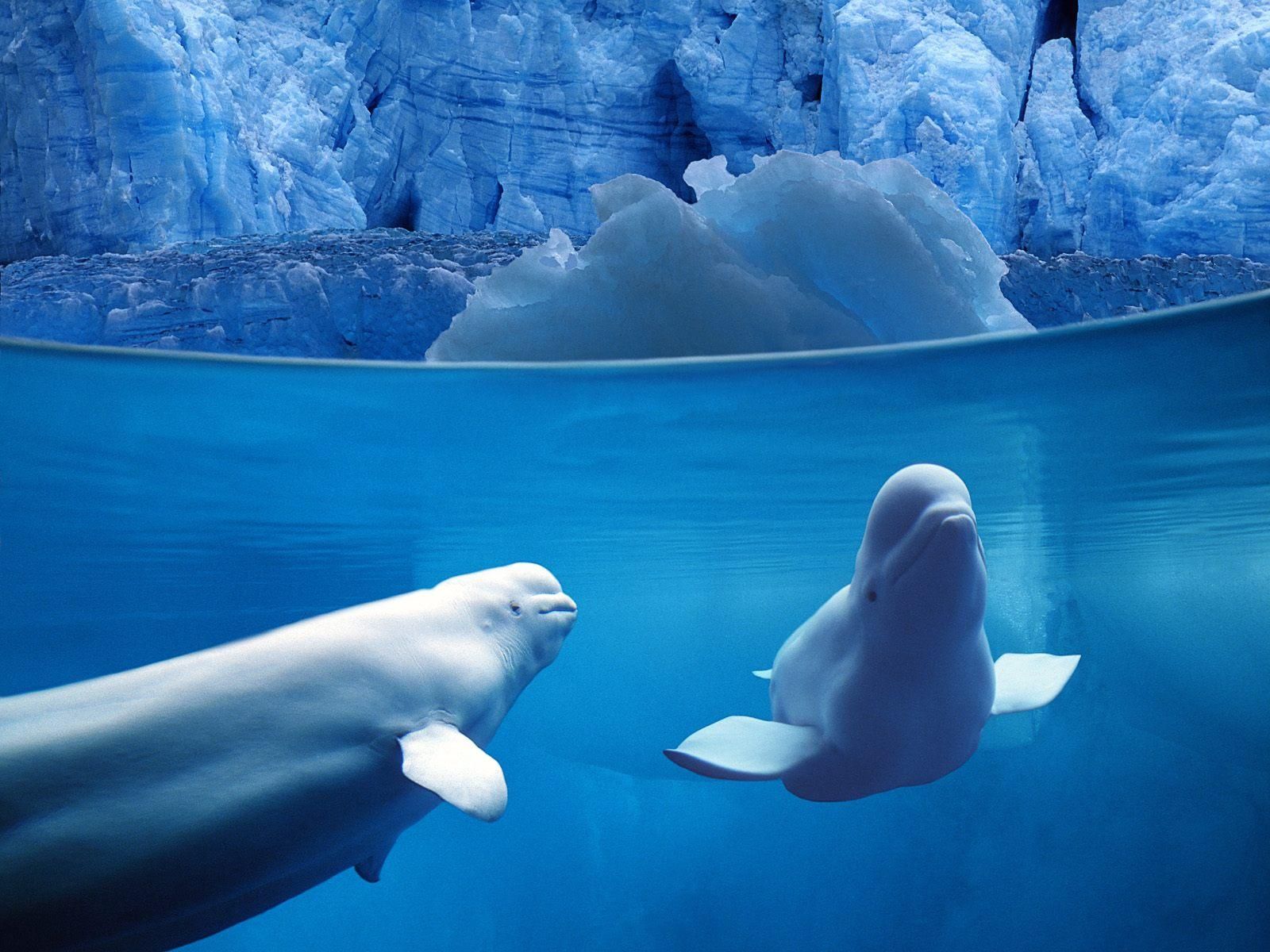 Science- Endangered Species- Beluga Whale by Iqra Bhatti on Prezi