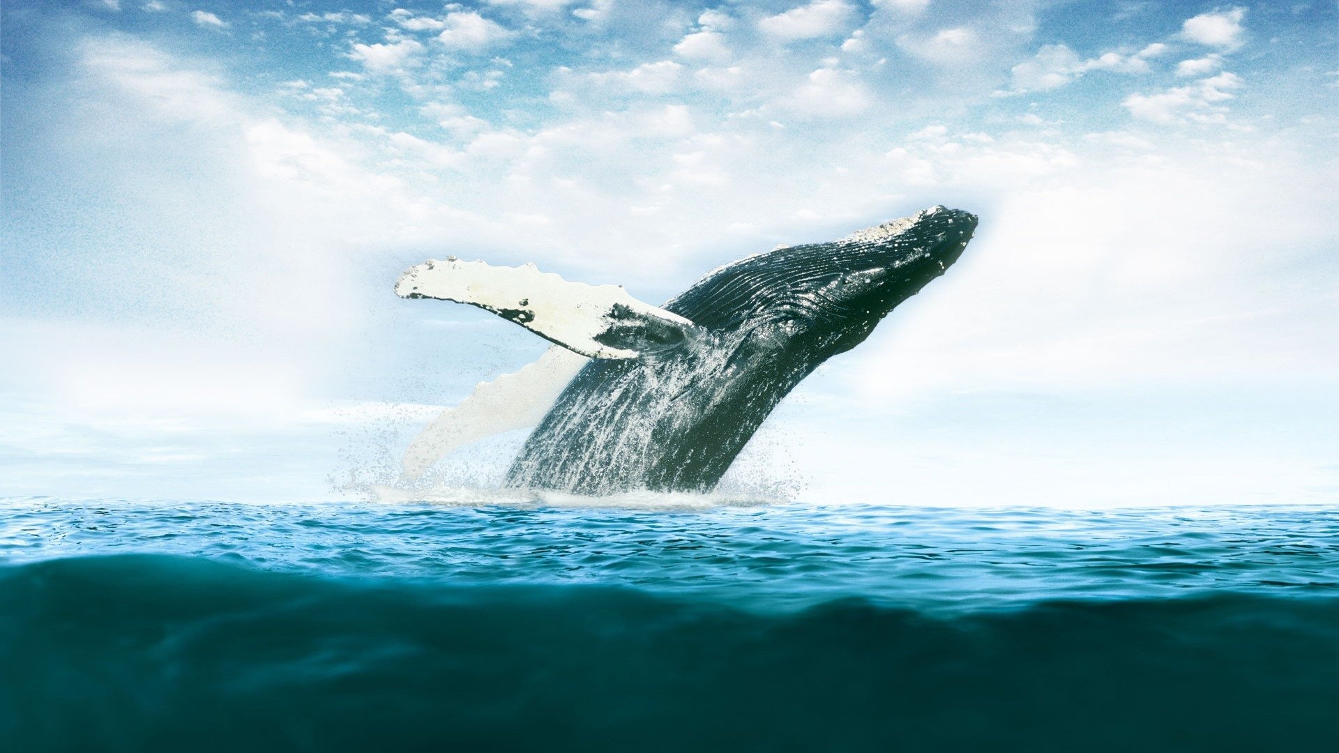 Whale Desktop Wallpaper - Mbagusi.com