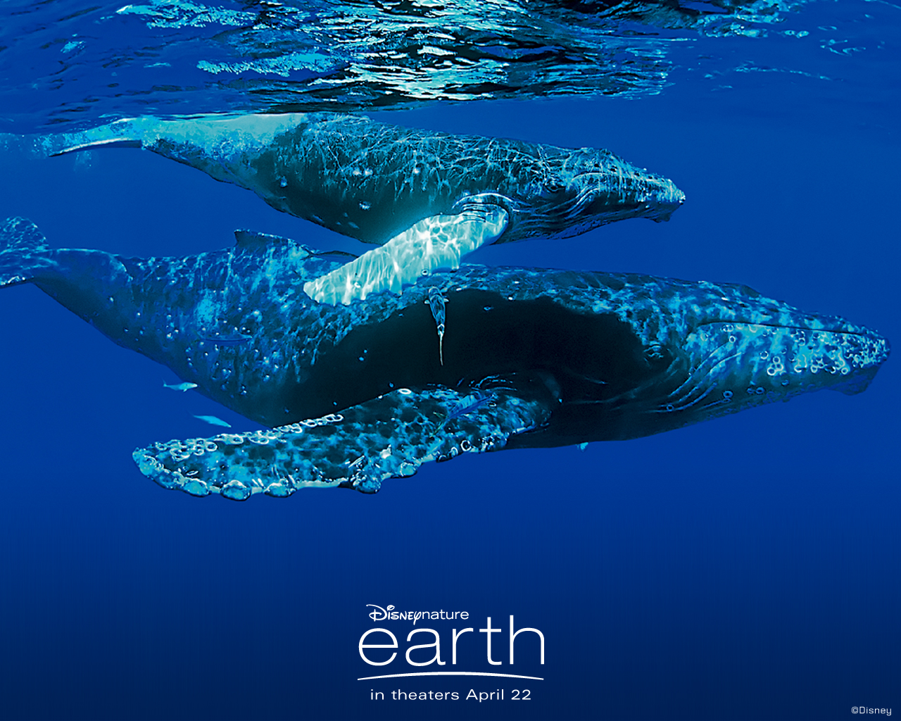 Download the Whale Earth Wallpaper, Whale Earth iPhone Wallpaper ...