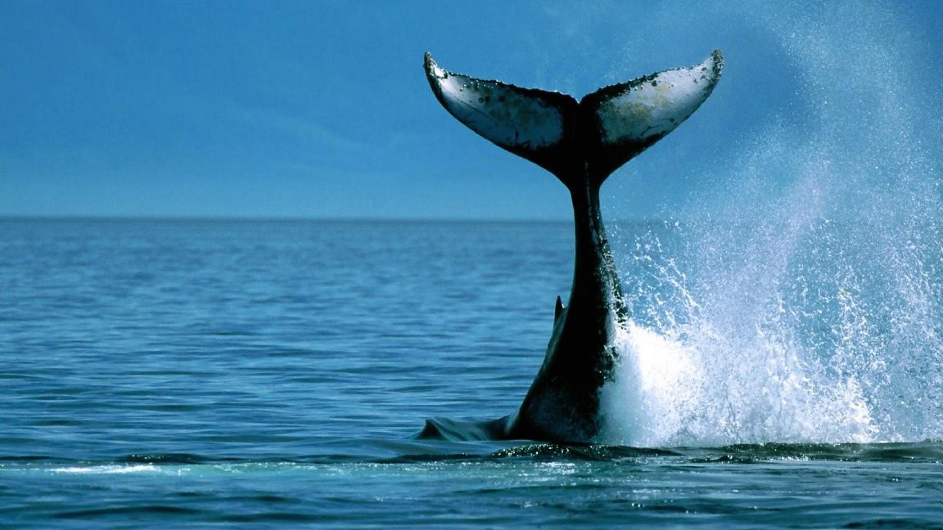 Wallpaper Whale Tail Sea - 1920 x 1080 - Animals Pets Puppies ...