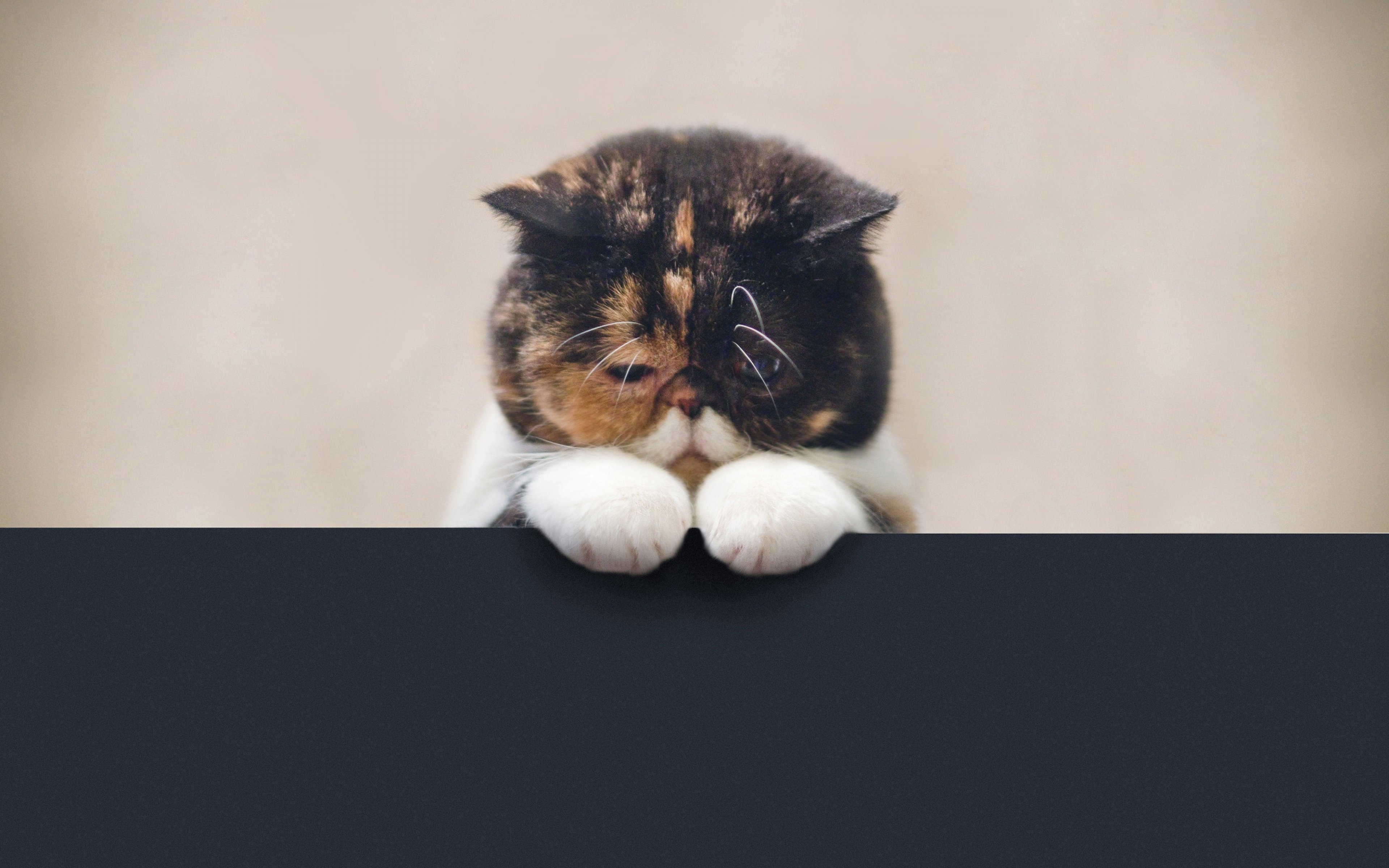 Download Wallpaper 3840x2400 Cat, Sad, Beautiful, Legs, Face, Fat