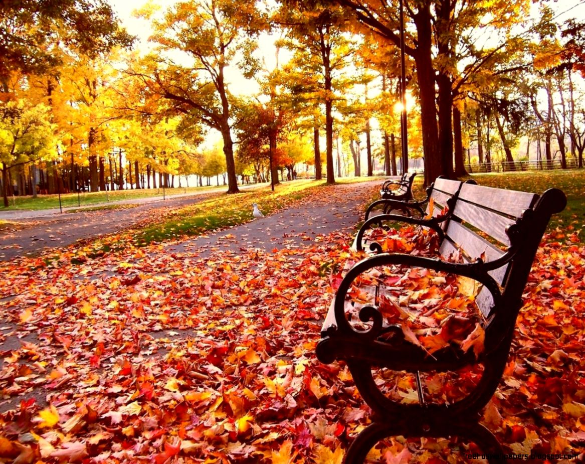 Fall Wallpapers Free | Free Hd Wallpapers