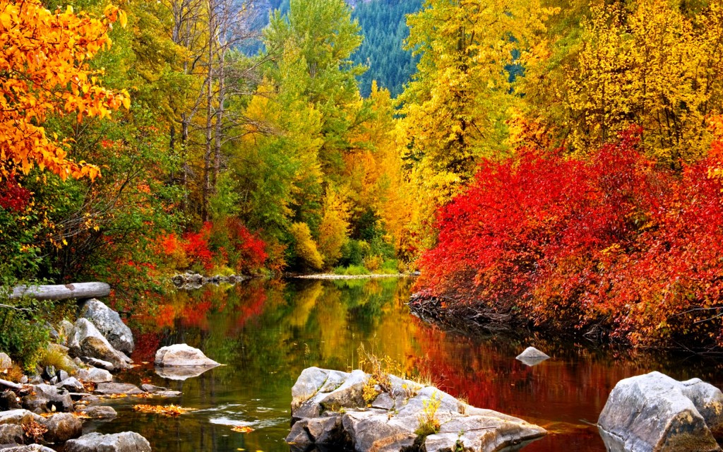 Forest Autumn HD Wallpapers | HD Wallpapers Pal