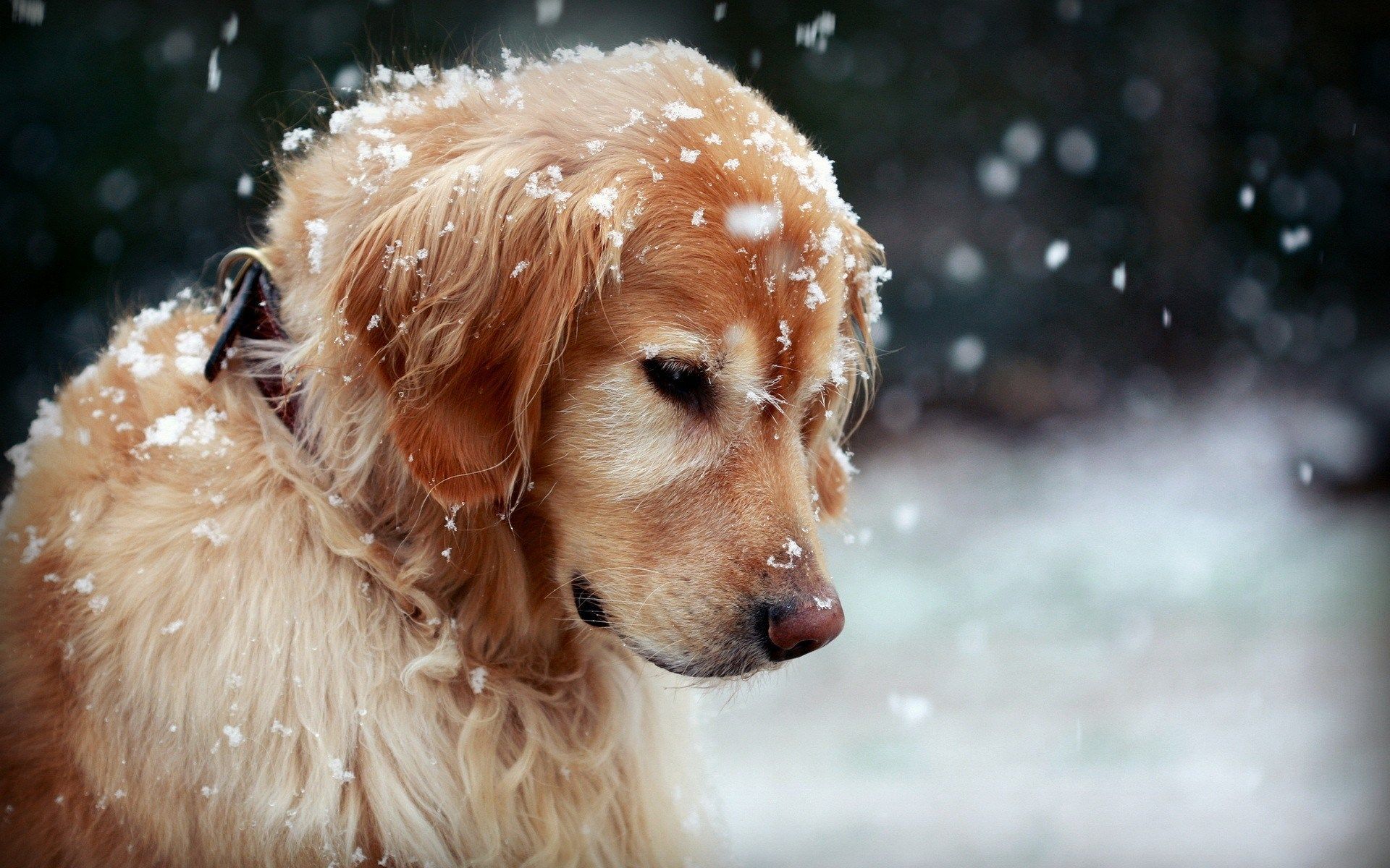 winter-dog-snowflakes-hd-wallpaper-Dog-wallpaper-HD-free ...