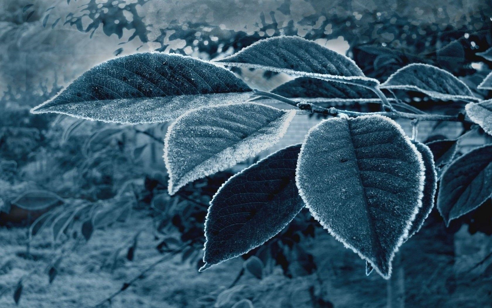 Nature Frozen Depth Of Field - HD Lock Screen Wallpaper Archives ...