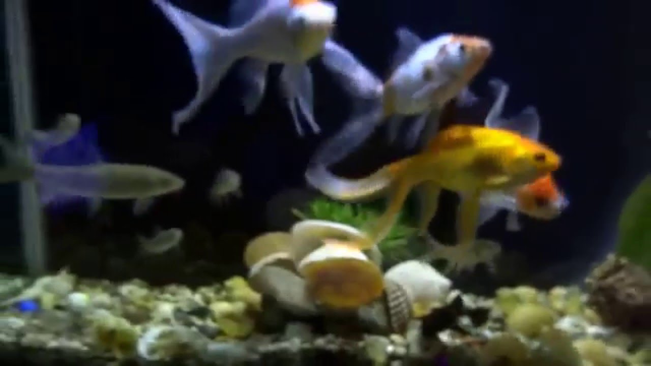 Fish night fish tank wallpaper hd for desktop full screen ...