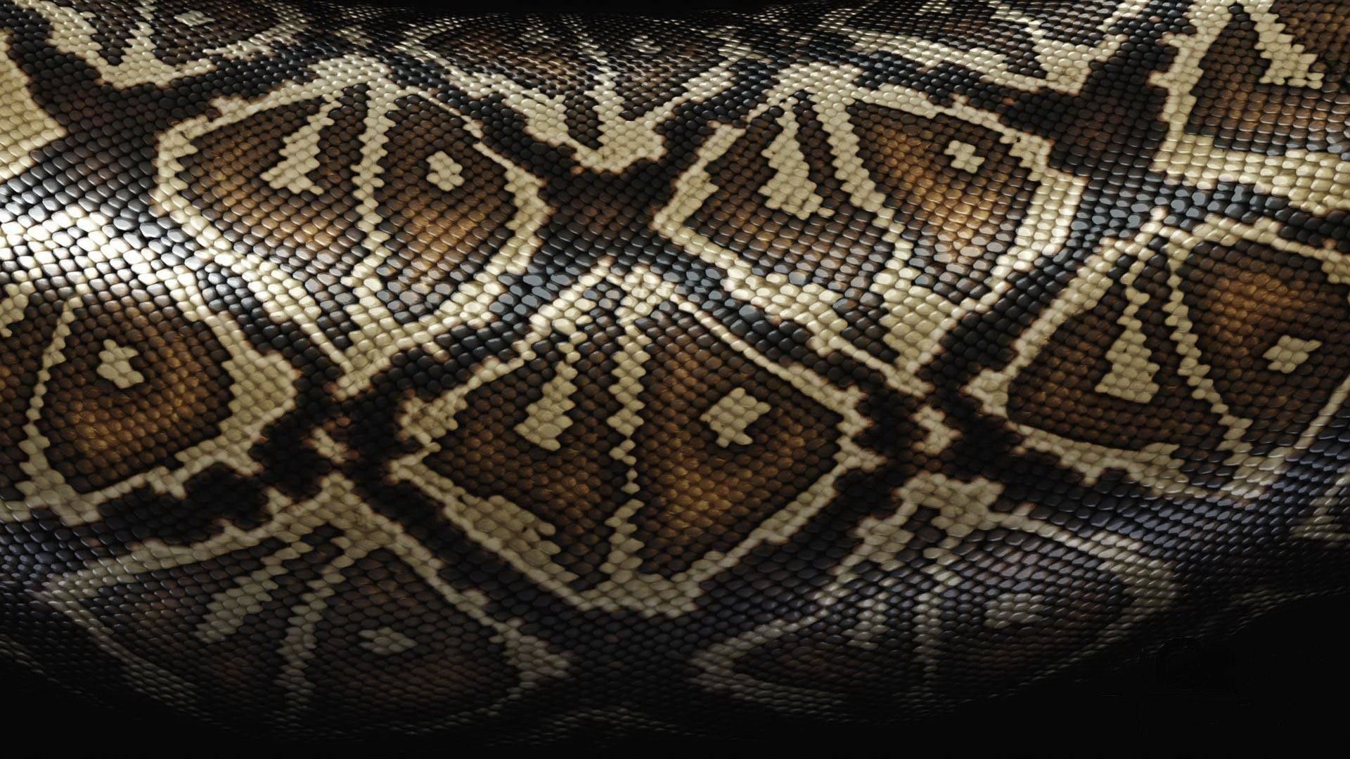 Snake Skin Wallpapers