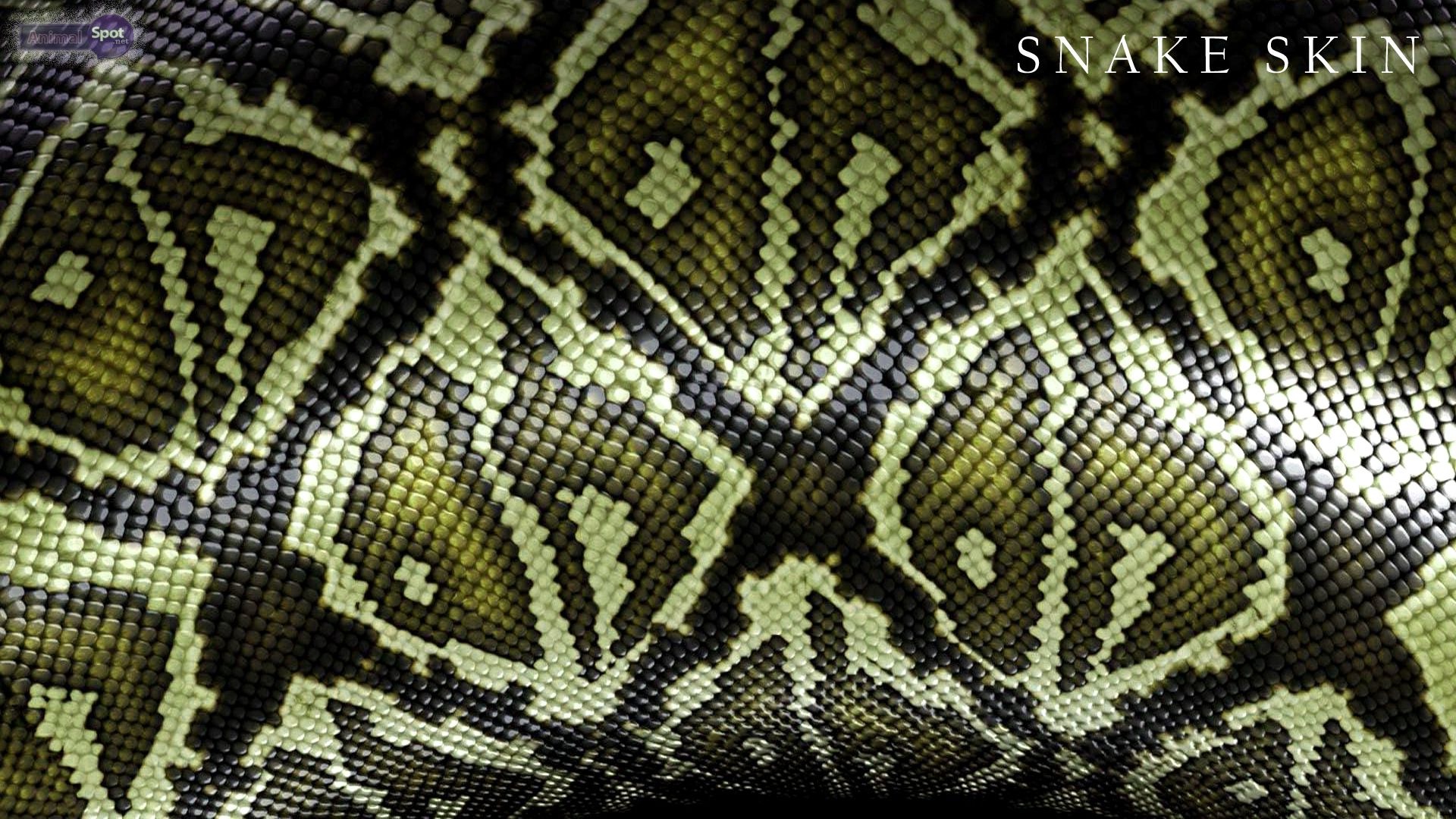 Snake Wallpapers Animal Spot
