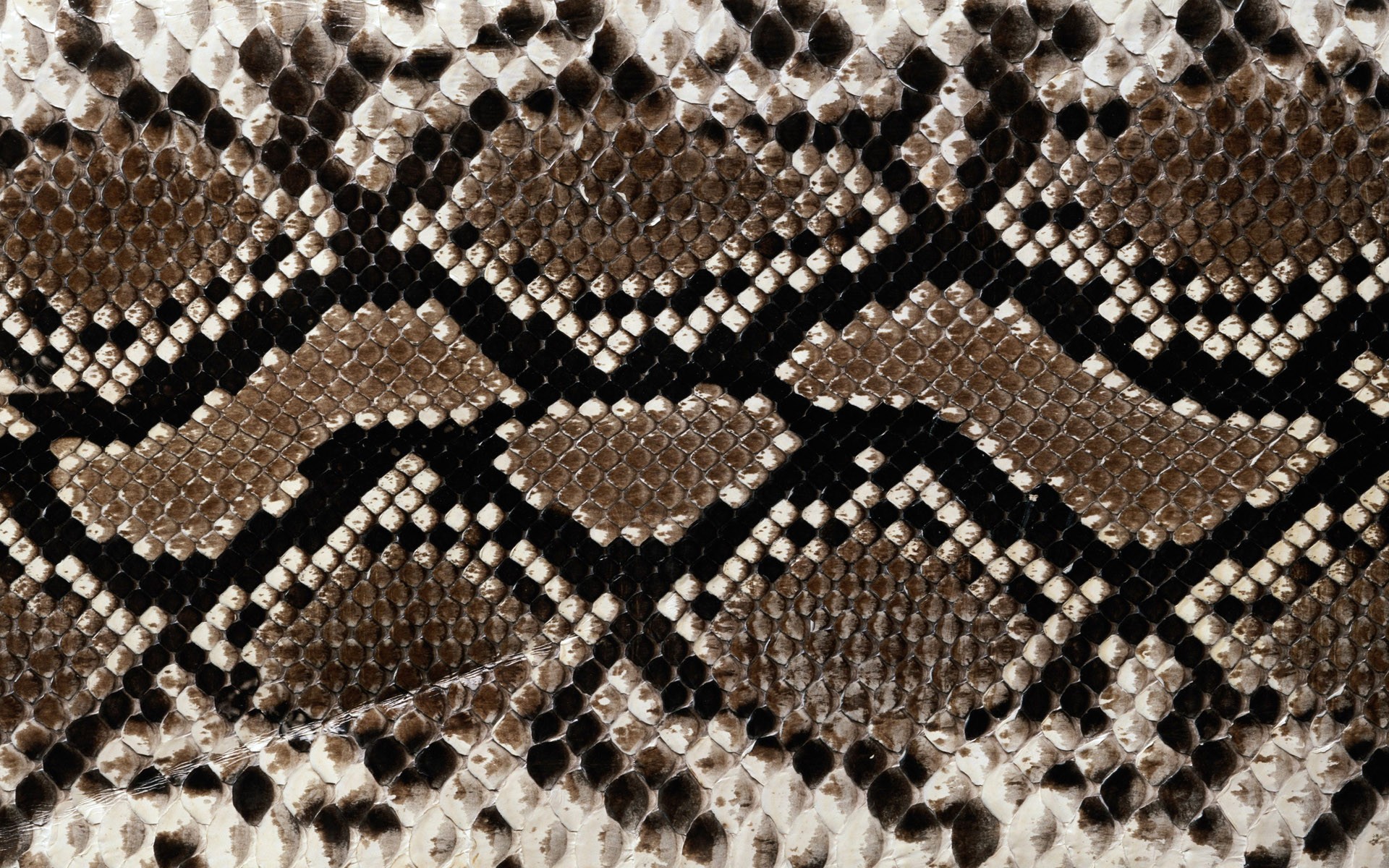HD Wallpapers of Snakes - like Pythons - Vipers - Boas - king cobras