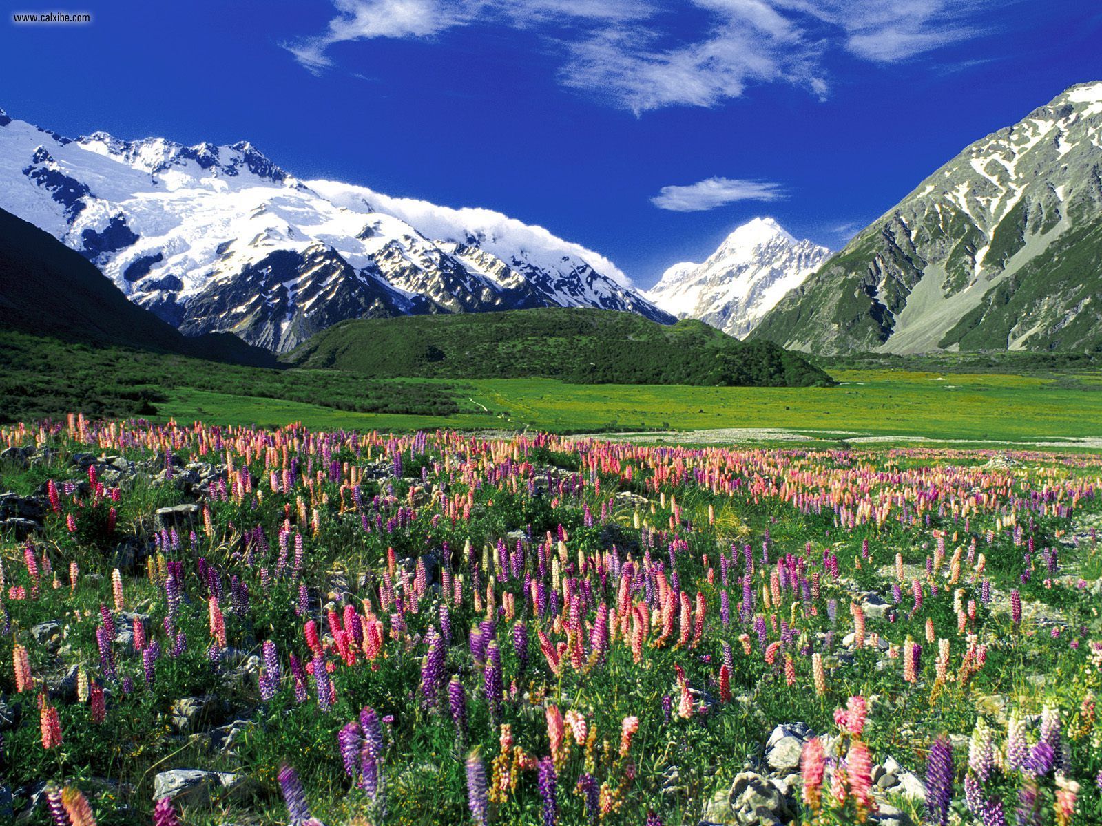 Nature: Spring Meadow Mount Cook New Zealand, desktop wallpaper nr ...