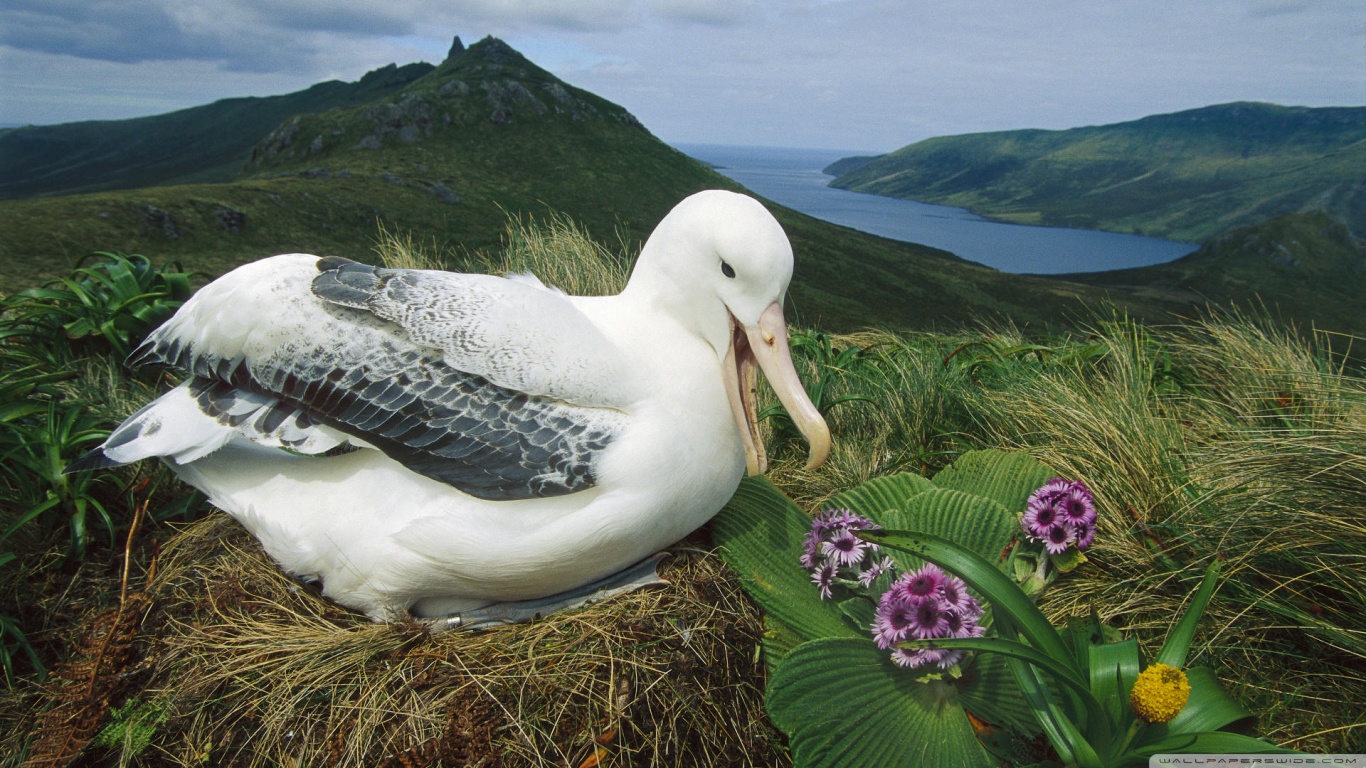 Royal Albatross Campbell Island New Zealand HD desktop wallpaper ...