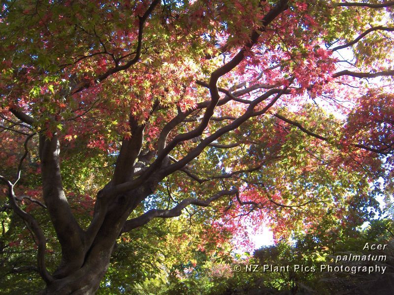 Free Desktop Wallpaper - New Zealand flowers, trees, plants, nature