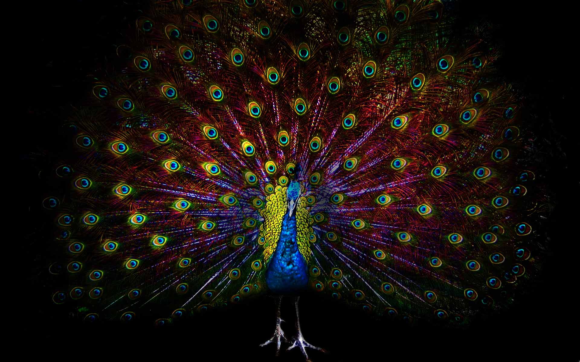 Peacock Nice Hd Desktop Wallpaper