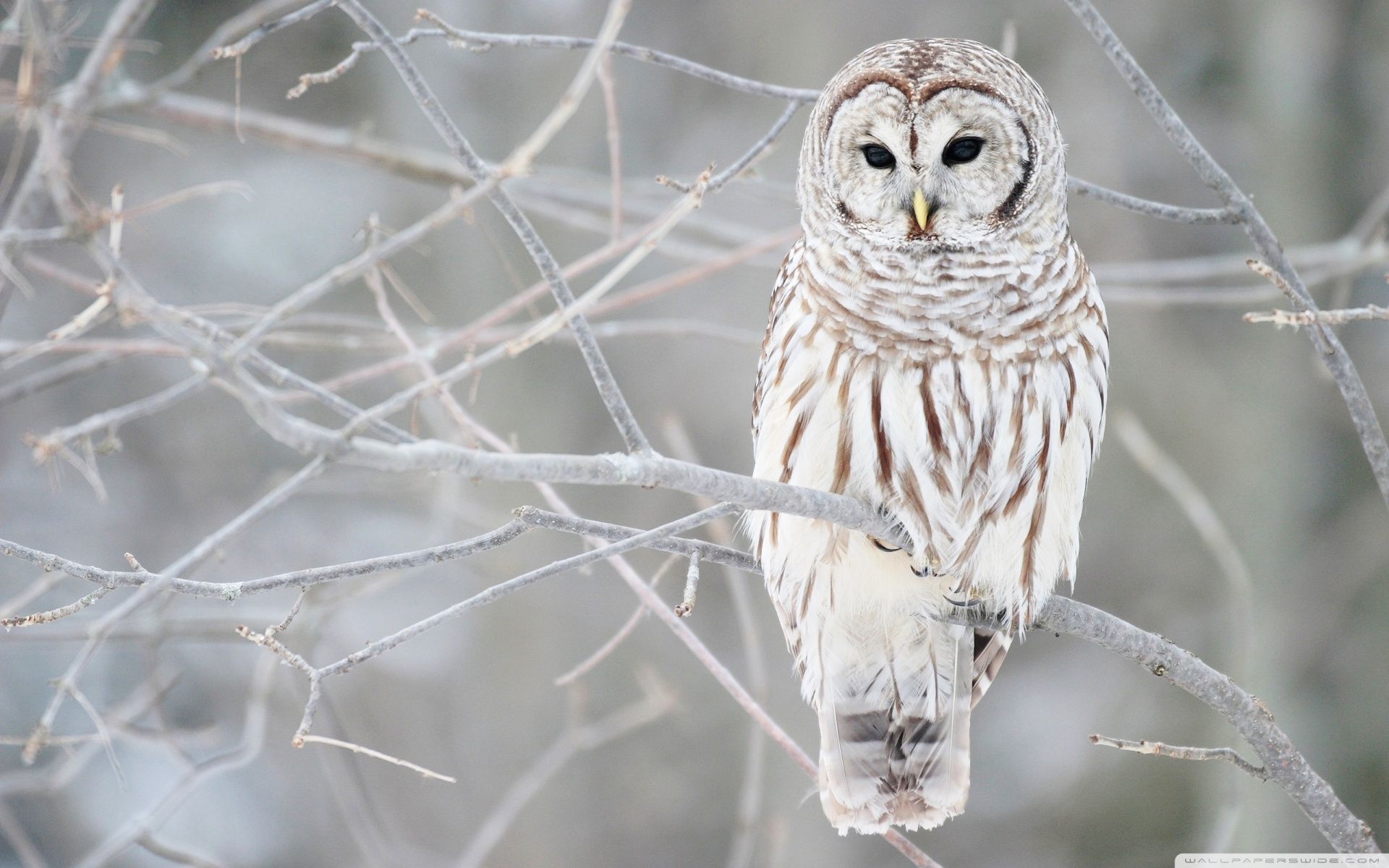 White Owl Wallpapers HD Backgrounds