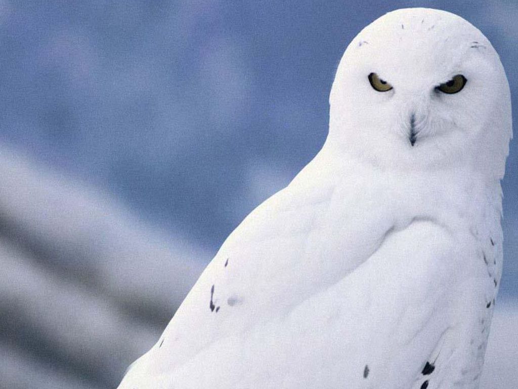 White Owl Wallpapers Live HD Wallpaper HQ Pictures, Images