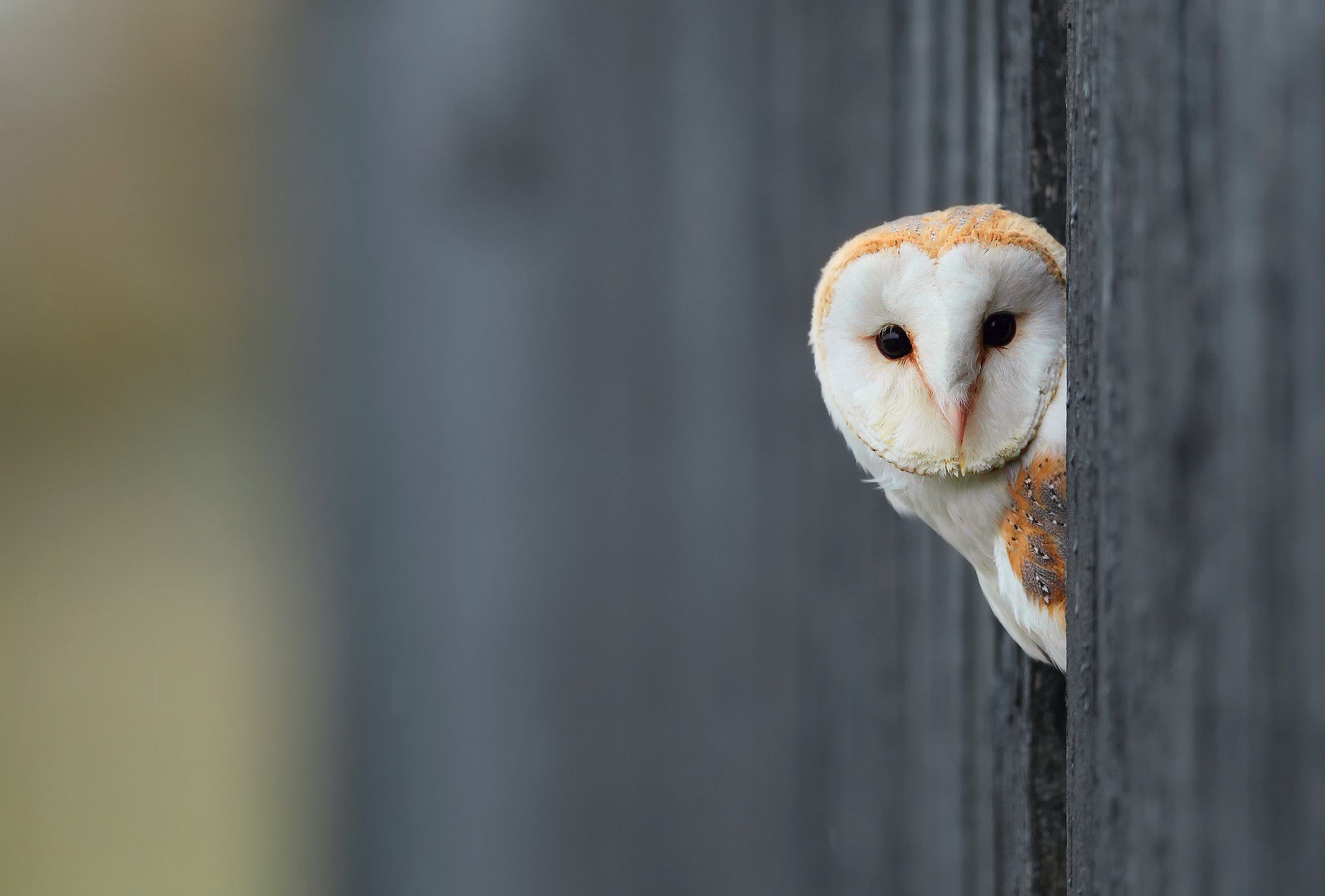 White Owl Backgrounds