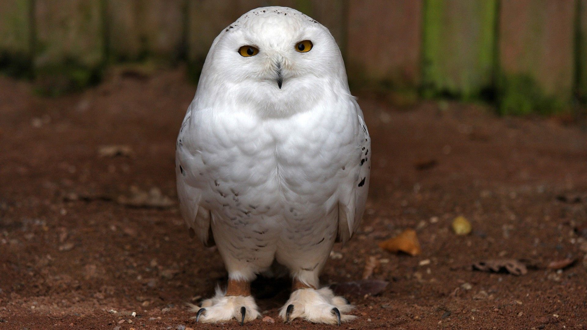 White Owl Wallpaper Iphone images
