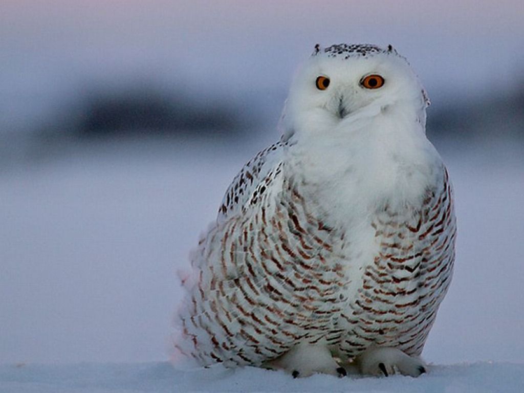 White Owl Wallpaper HD Wallpapers Pictures Images