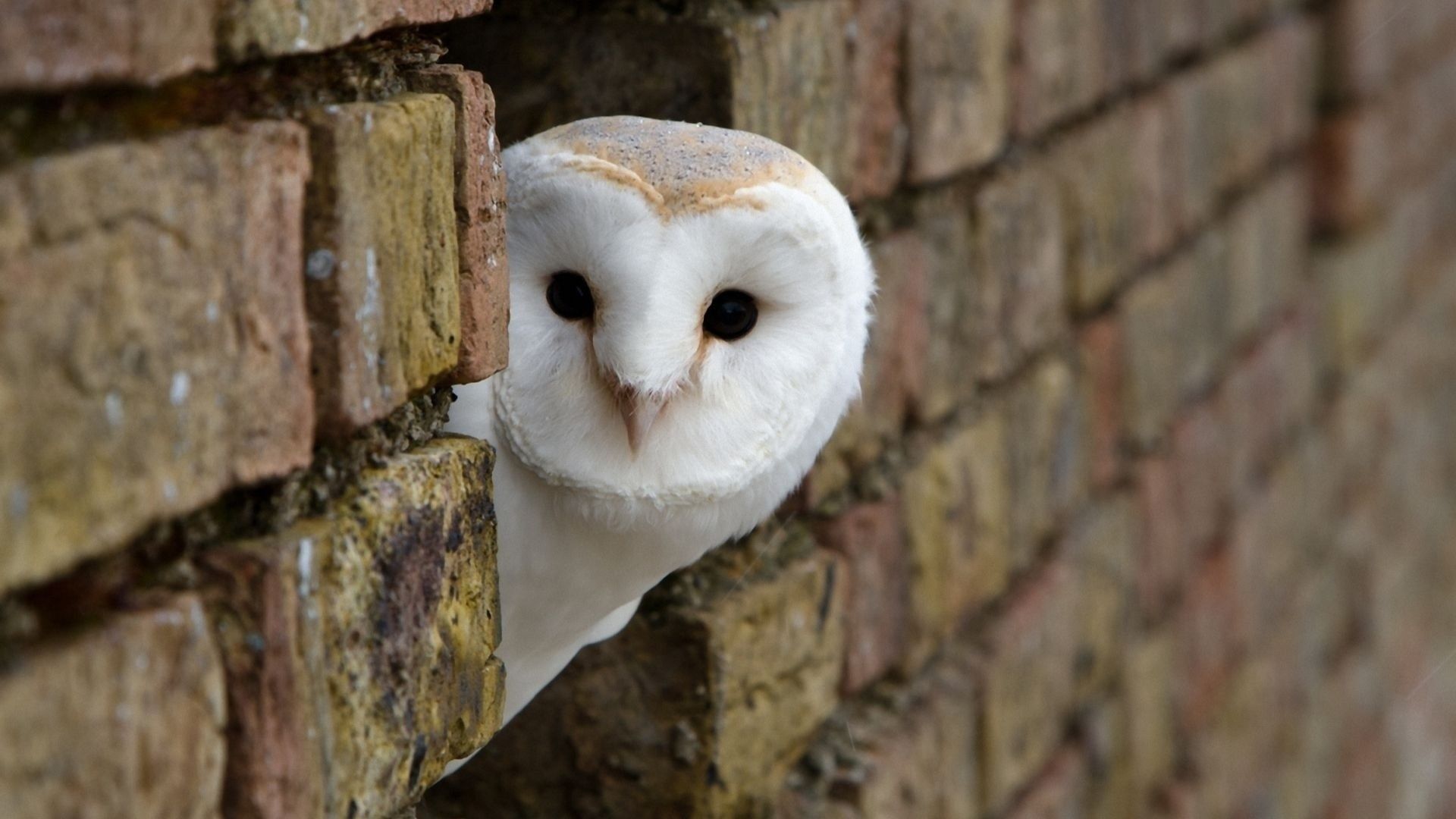 White Owl Wallpapers High Quality Download Free