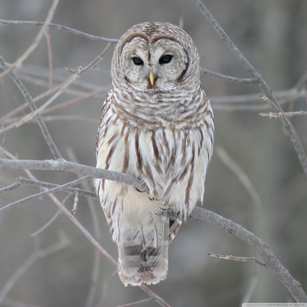 White Owl HD desktop wallpaper Widescreen High Definition