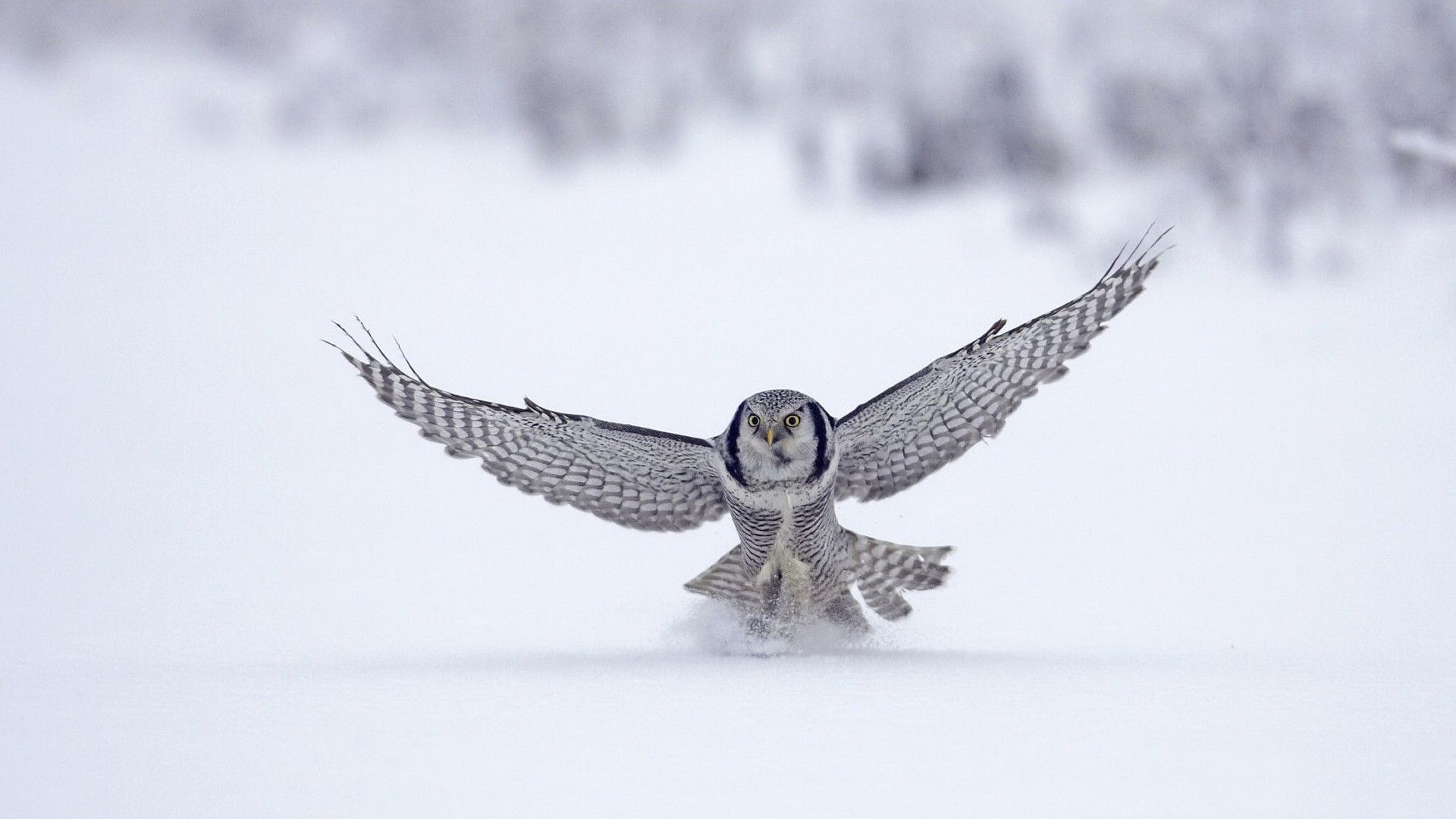 White Owl Latest New Bird Images for Desktop Background HD
