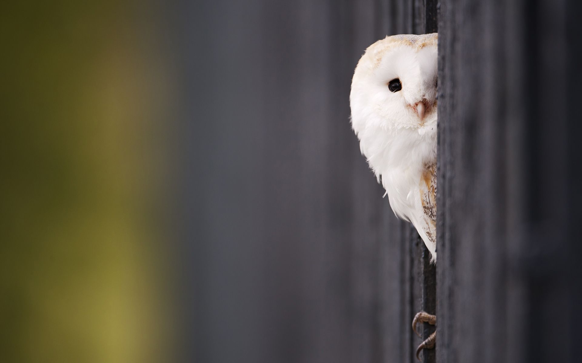 Cute White Baby Owl - wallpaper