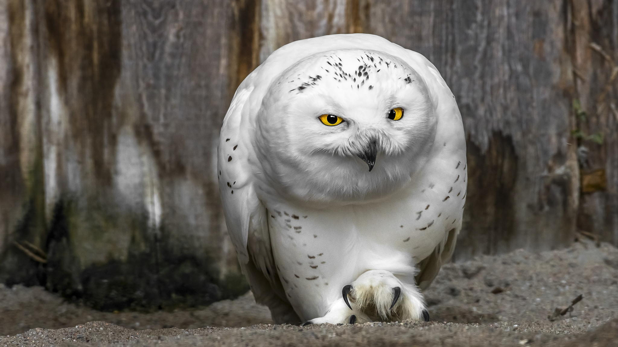 White Owl Images & galleries