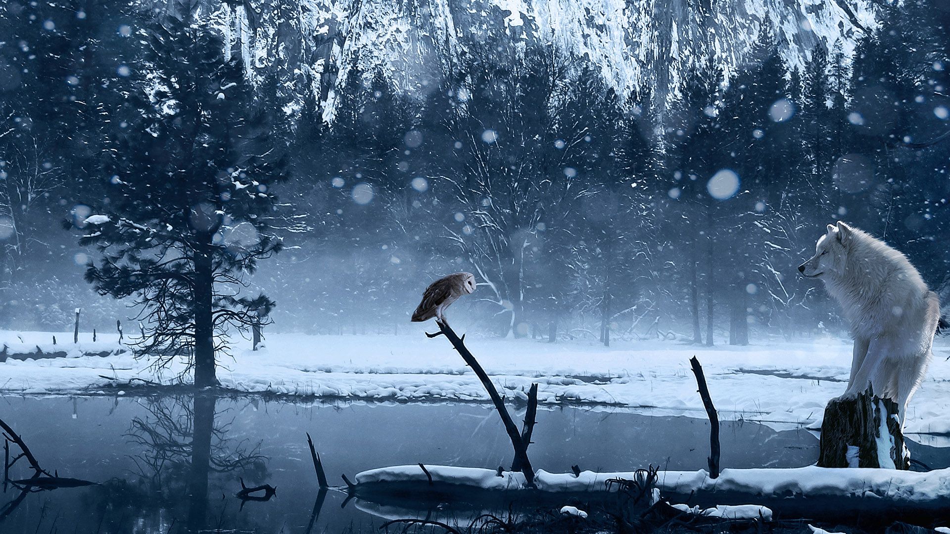 Creative Graphics White Wolf And Owl Wallpaper