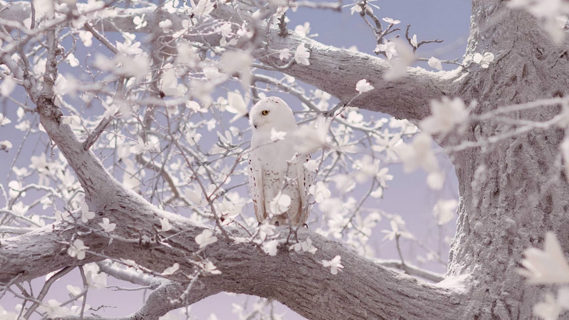 Birds White Snowy Owl Beauty Nature Birds Owls Wallpaper HD for