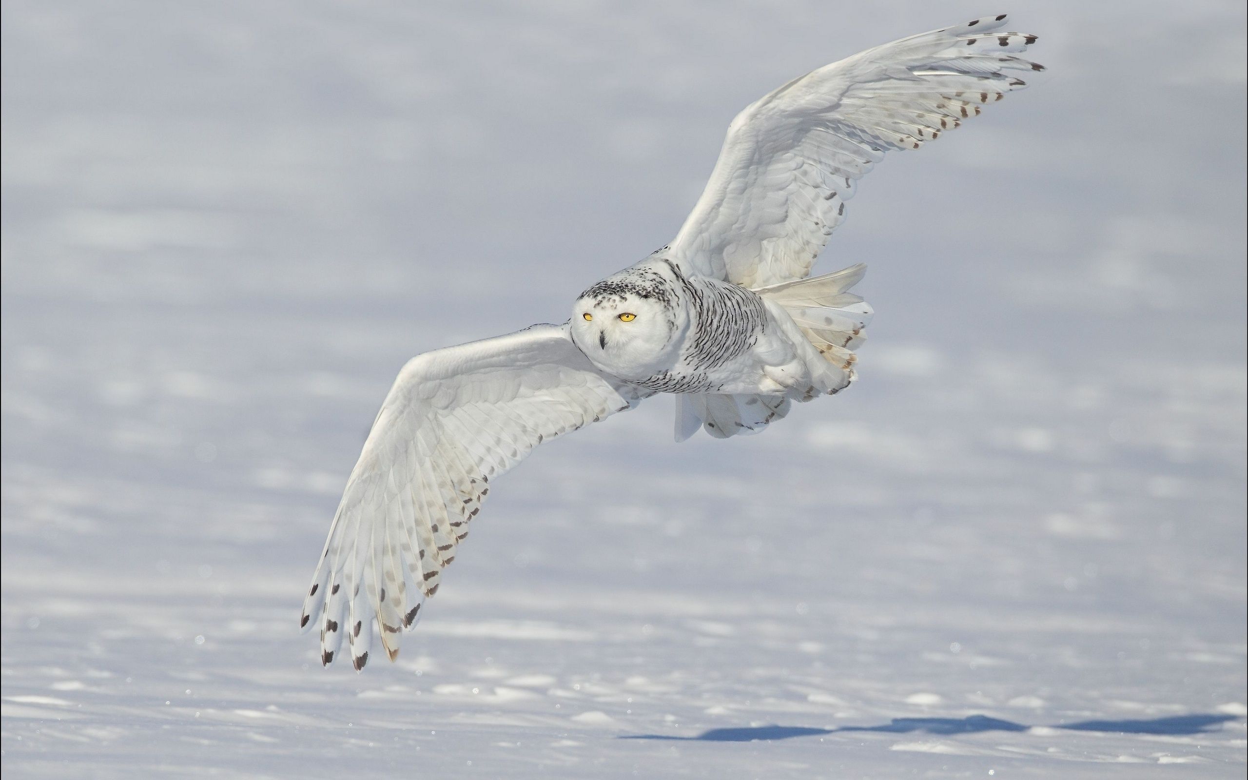 2560x1600 snow, snowy owl, white owl, polar owl, winter, wings