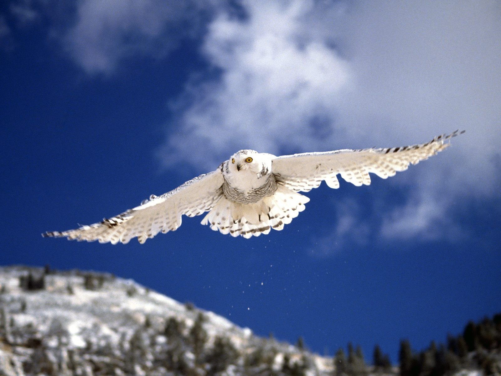 White Owl desktop wallpaper