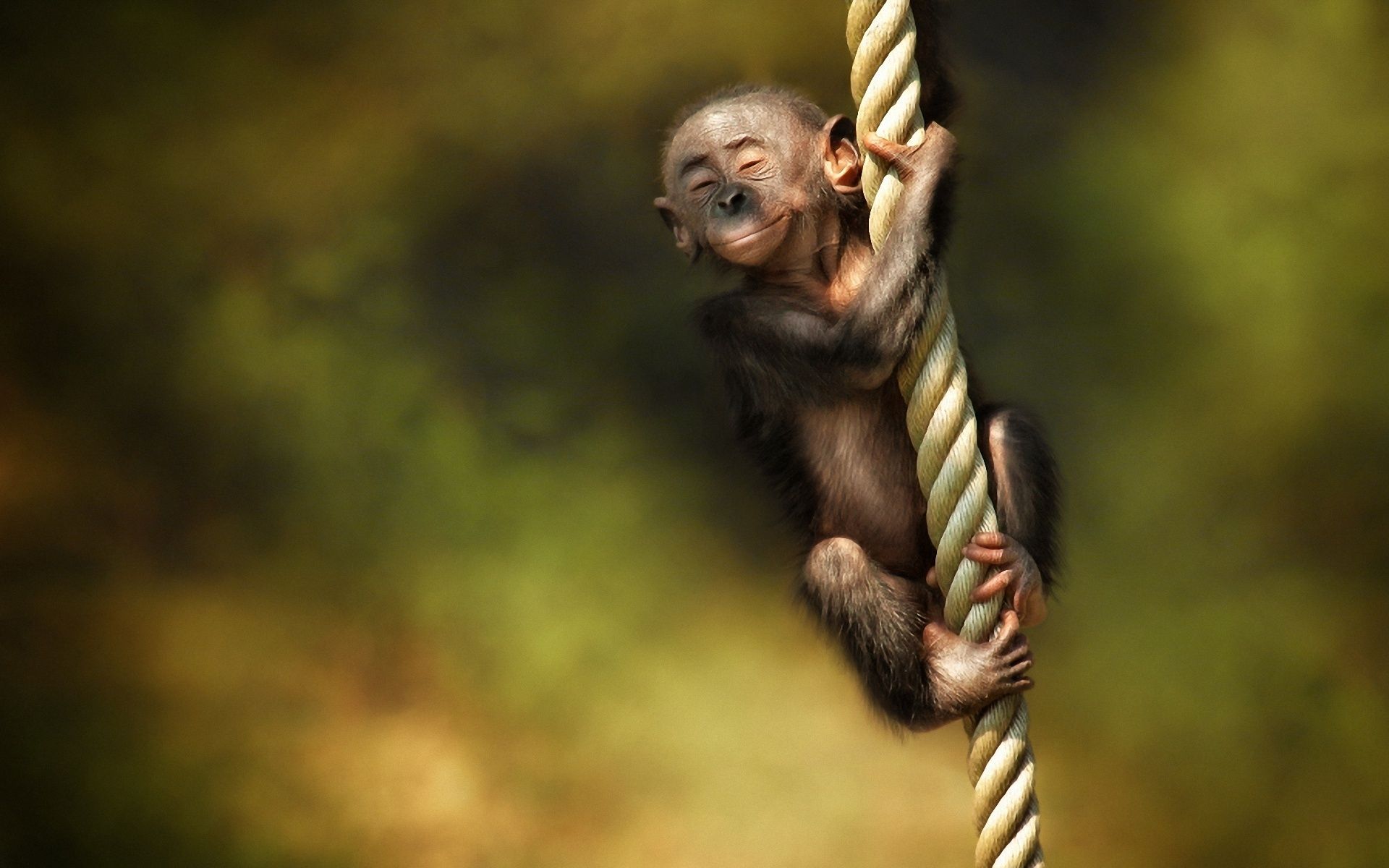 Monkey Wallpaper Full HD Pictures