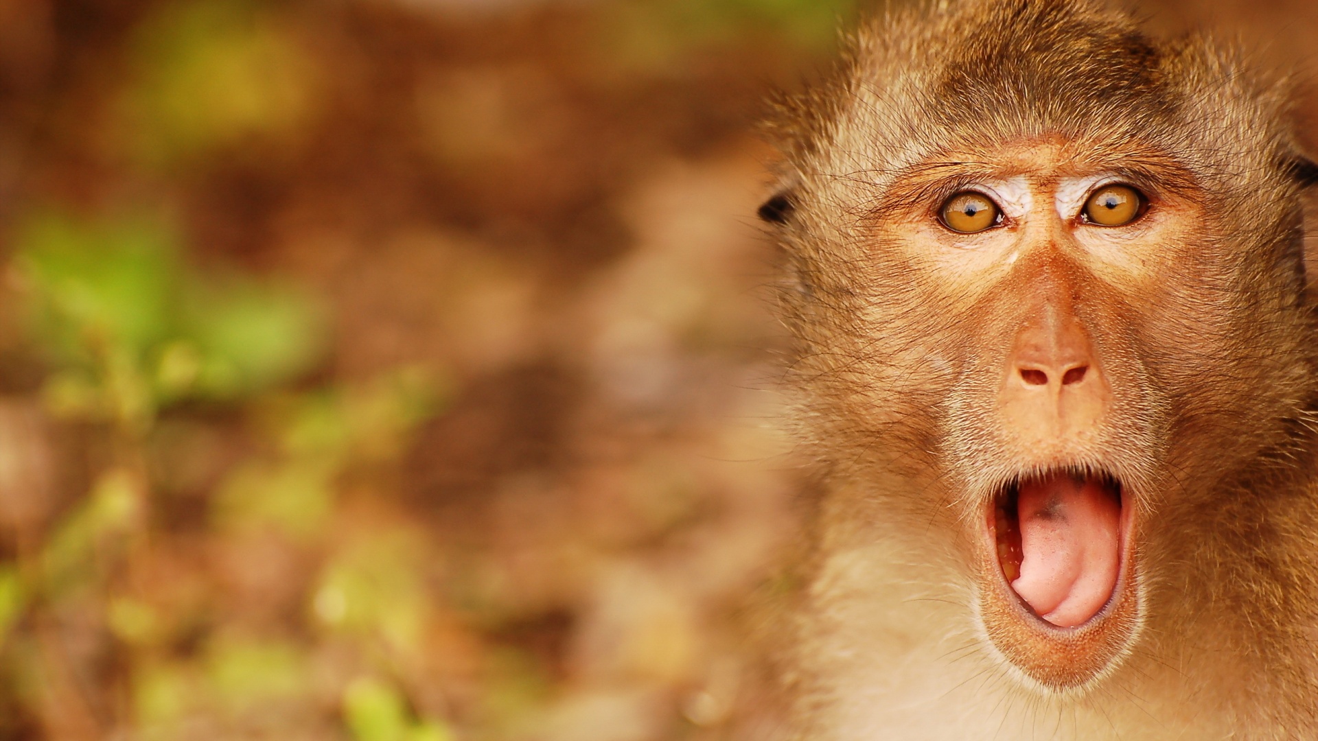 Top 10 Monkey Wallpaper and Beautiful Monkey Themes | All for ...
