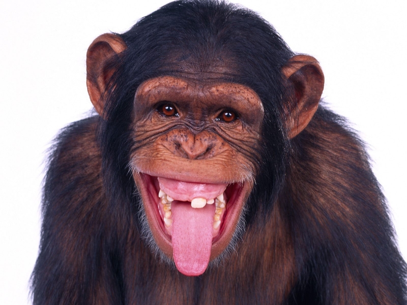 Wallpapers Monky Funny Chimp Monkey Click To View 800x600 ...