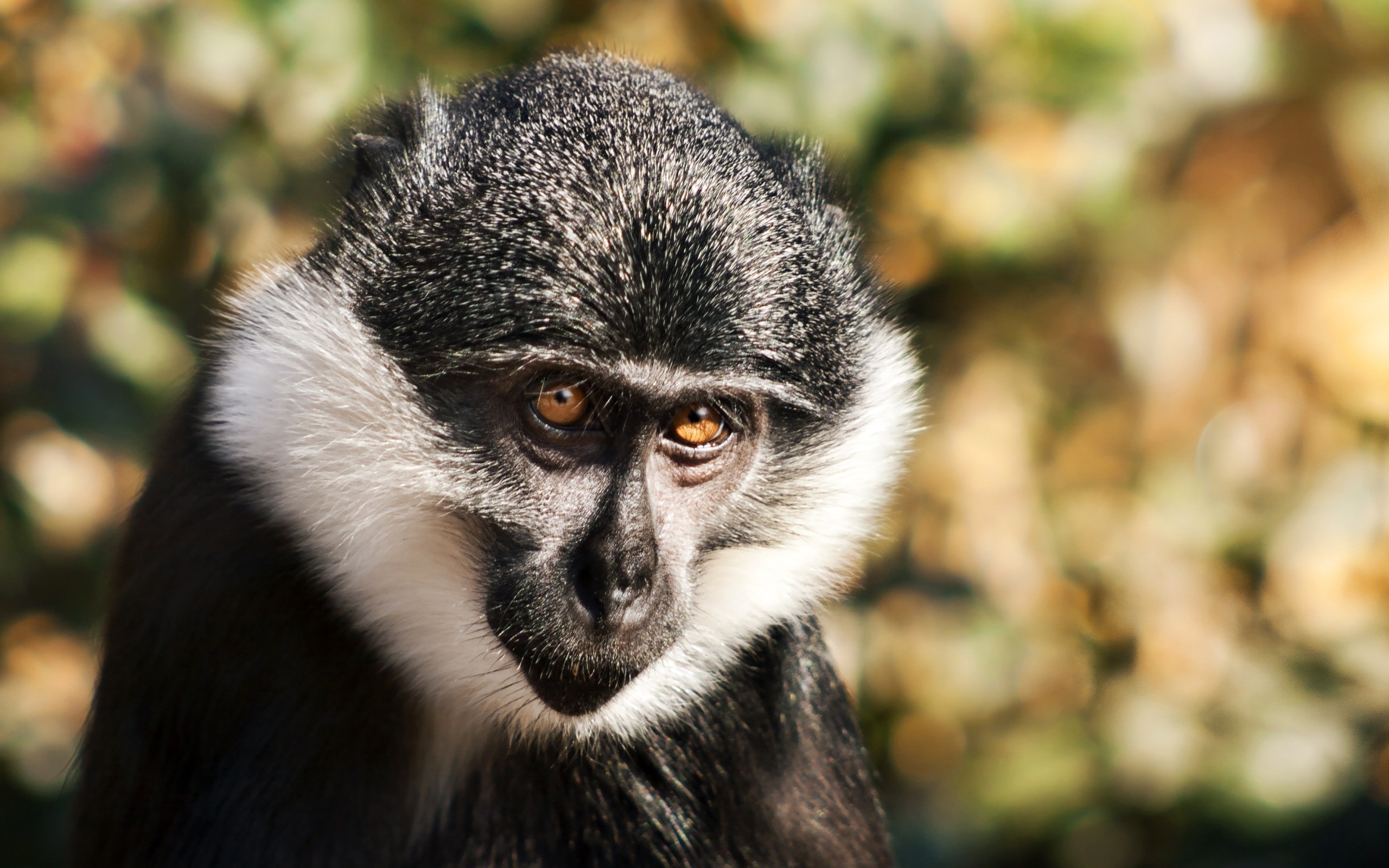 163 Monkey HD Wallpapers | Backgrounds - Wallpaper Abyss - Page 2