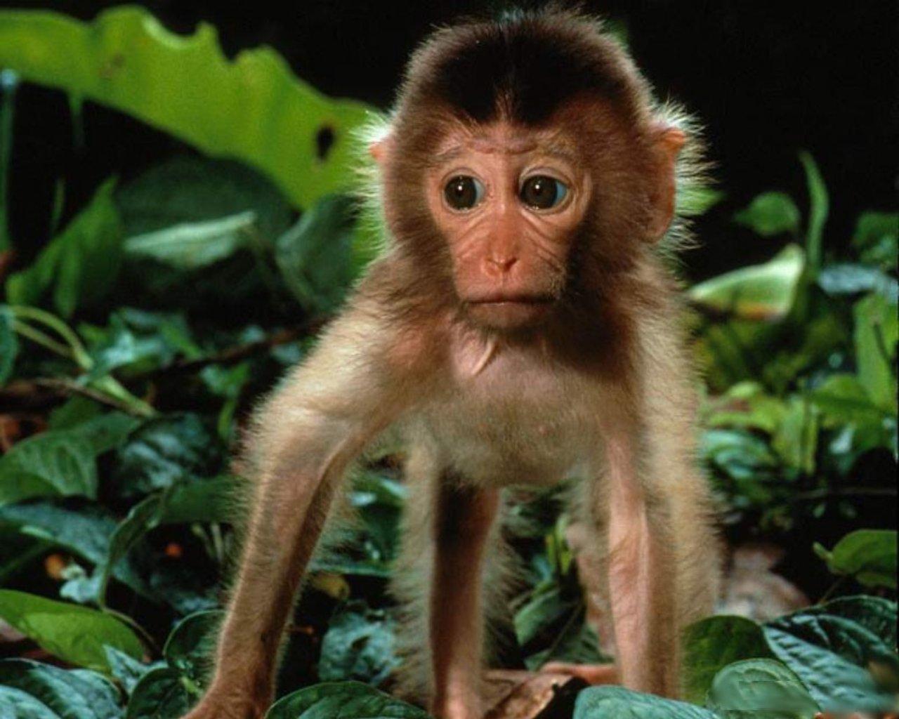 Beautiful Monkey Wallpapers | Full HD Pictures
