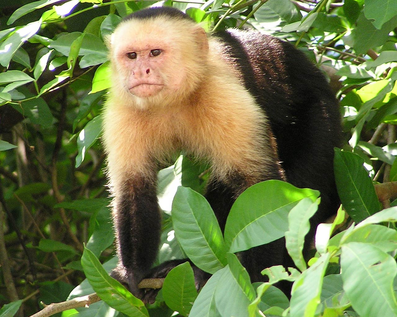 Capuchin Monkey Wallpaper - Animals Town