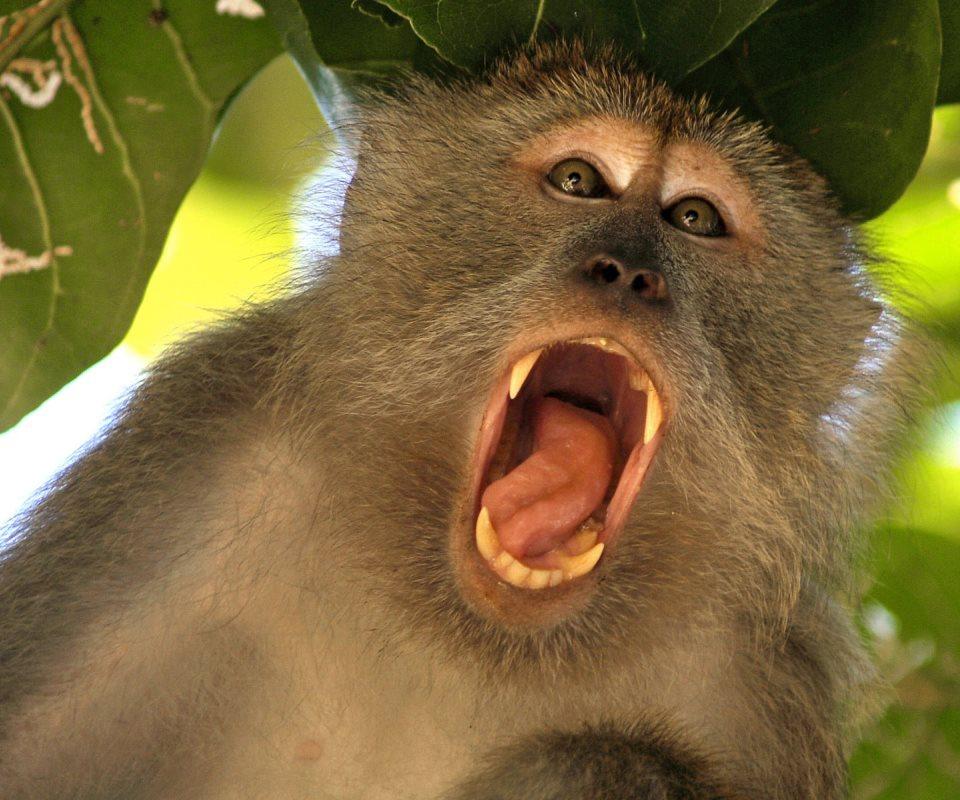 Angry Monkey Wallpaper 4K - Android Apps on Google Play
