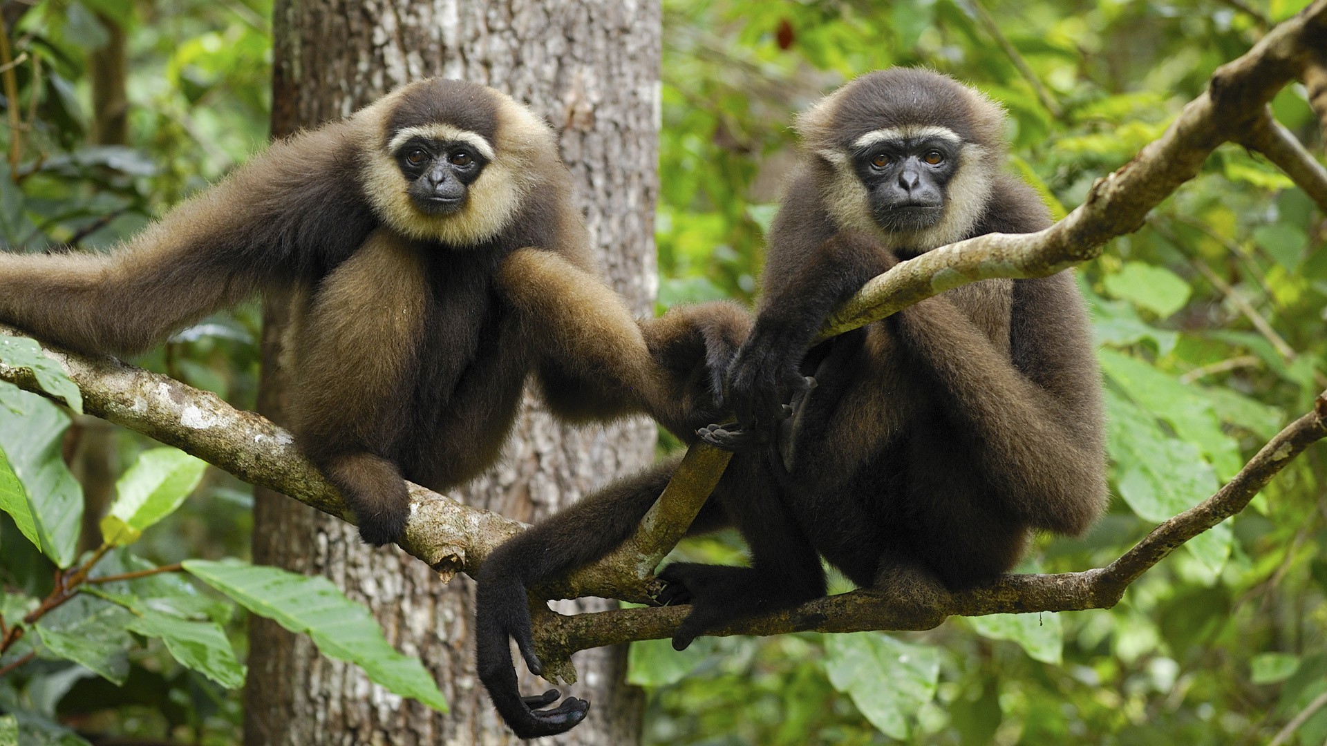 chimpanzee monkey-wallpaper-for-macbook | Download Free Desktop ...