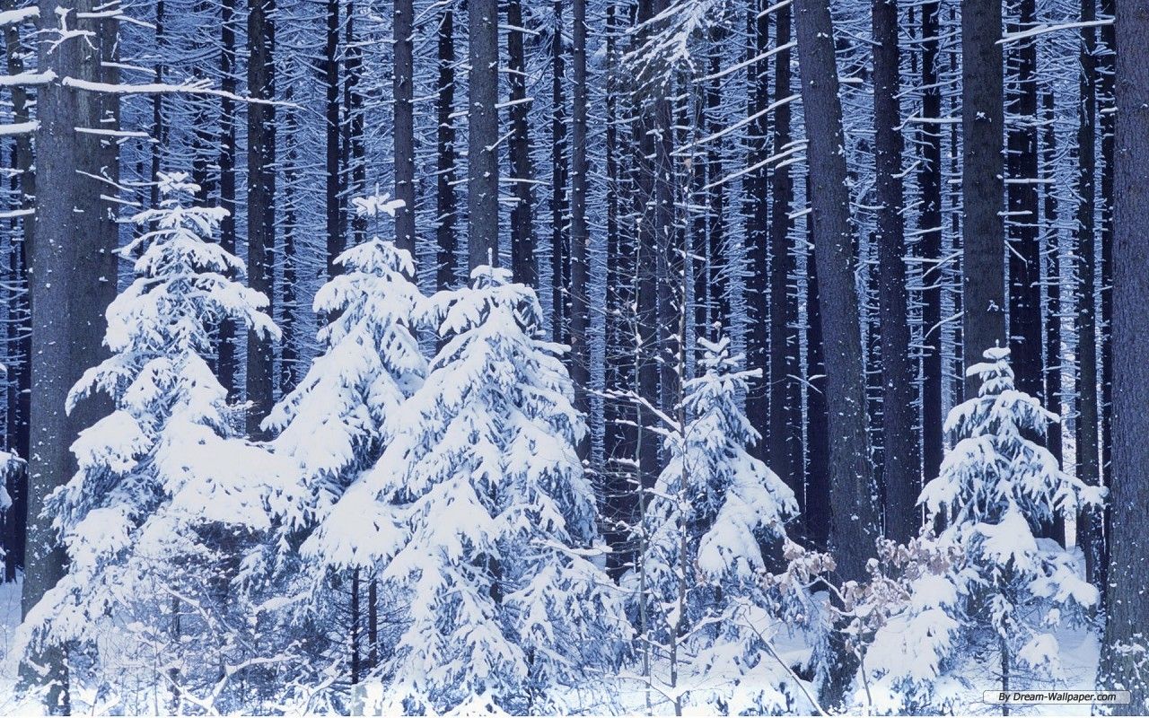 Free Wallpaper - Free Nature wallpaper - Winter Wonderland 10