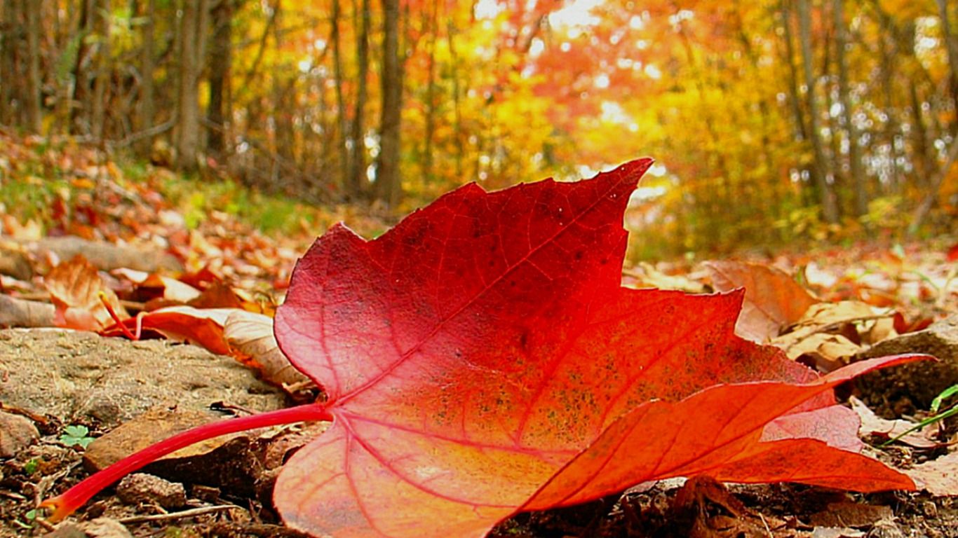 10 Breathtaking Leaf Wallpaper for DesktopPhotography Heat