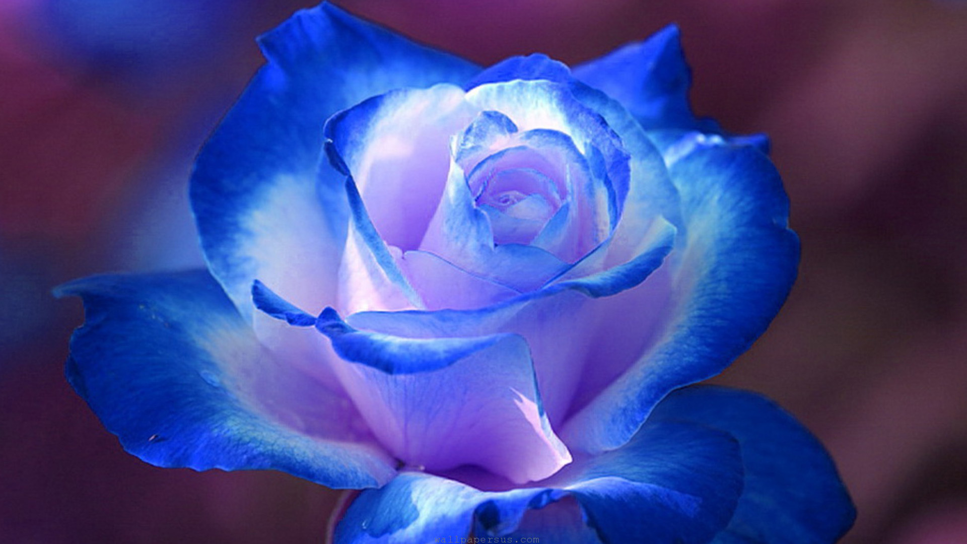 Breathtaking Blue Rose Wallpapers, Rose Flower images, Rose