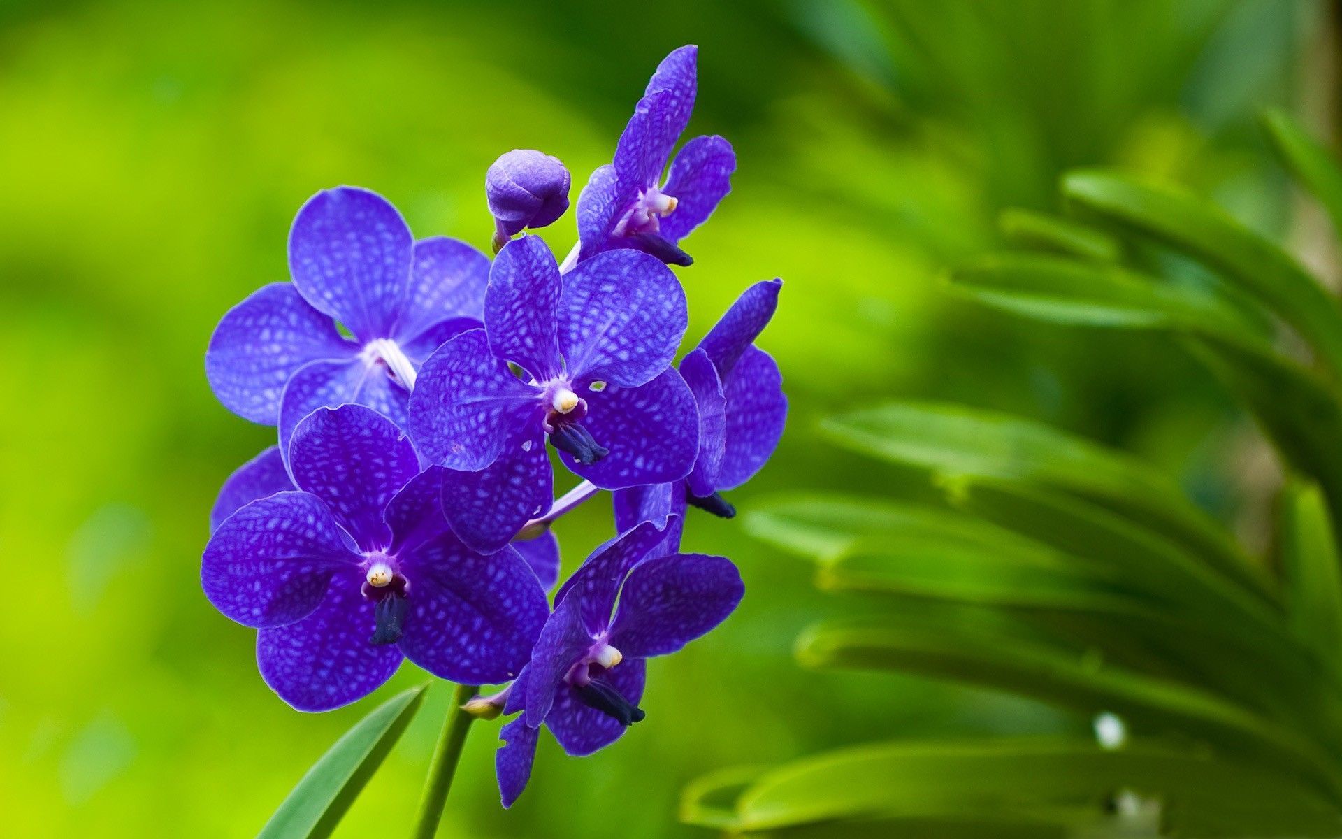 Download desktop wallpaper Macro photo of beautiful purple flower