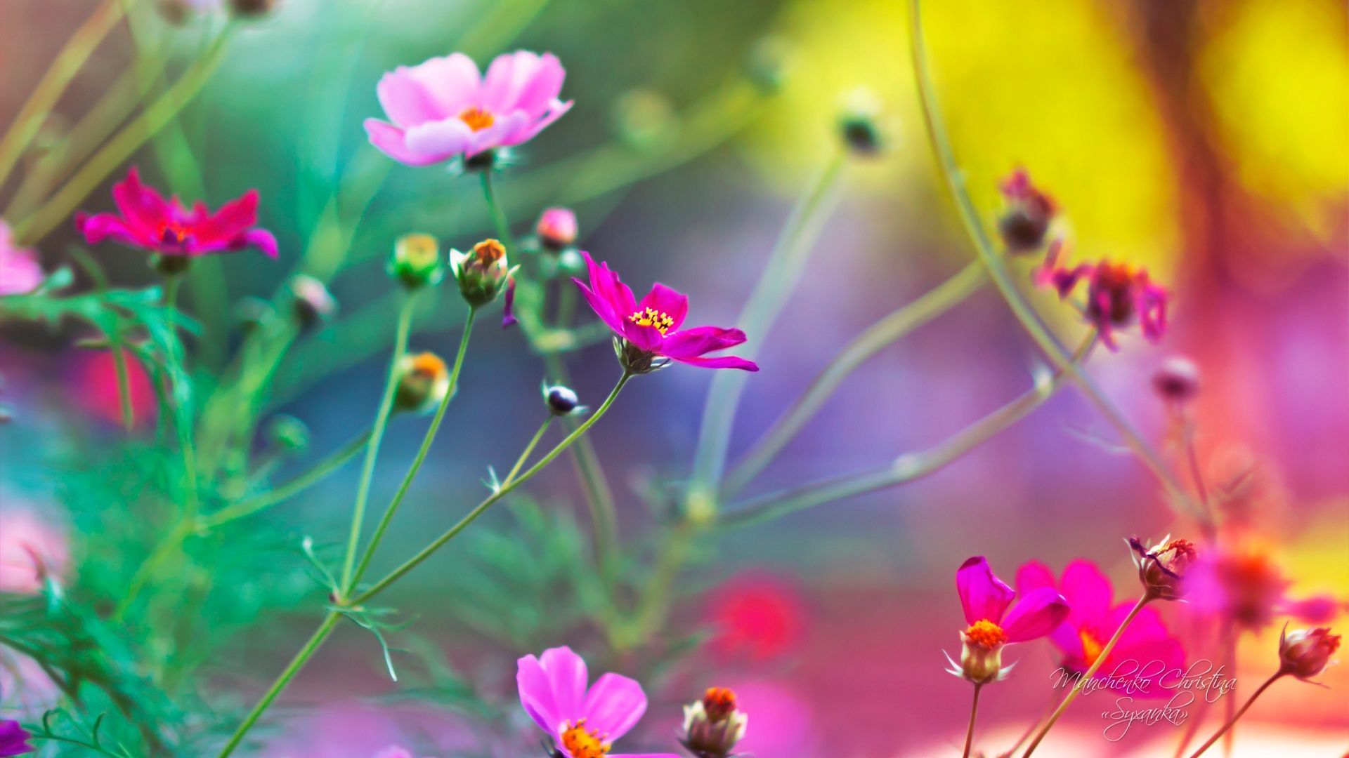 Flowers HD Wallpapers - HD Images New