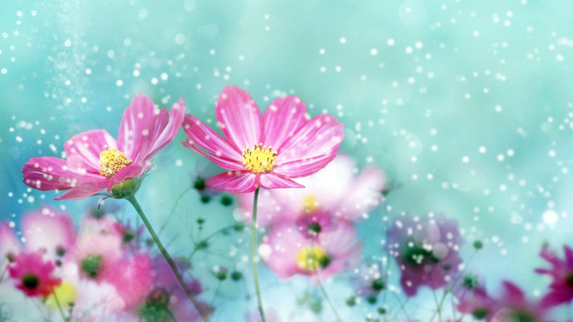 Flower Wallpapers Best Backgrounds