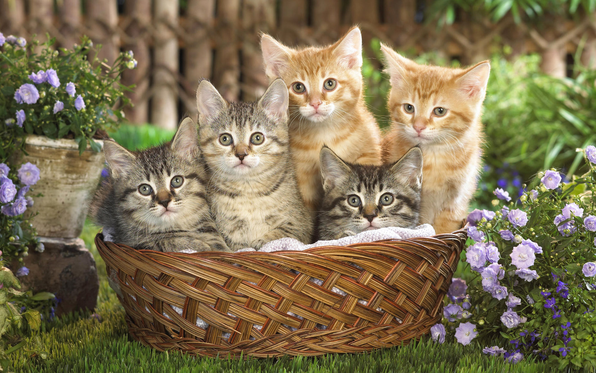 40 Cute Cats Wide Screen Wallpapers - Cute Cat Backgrounds
