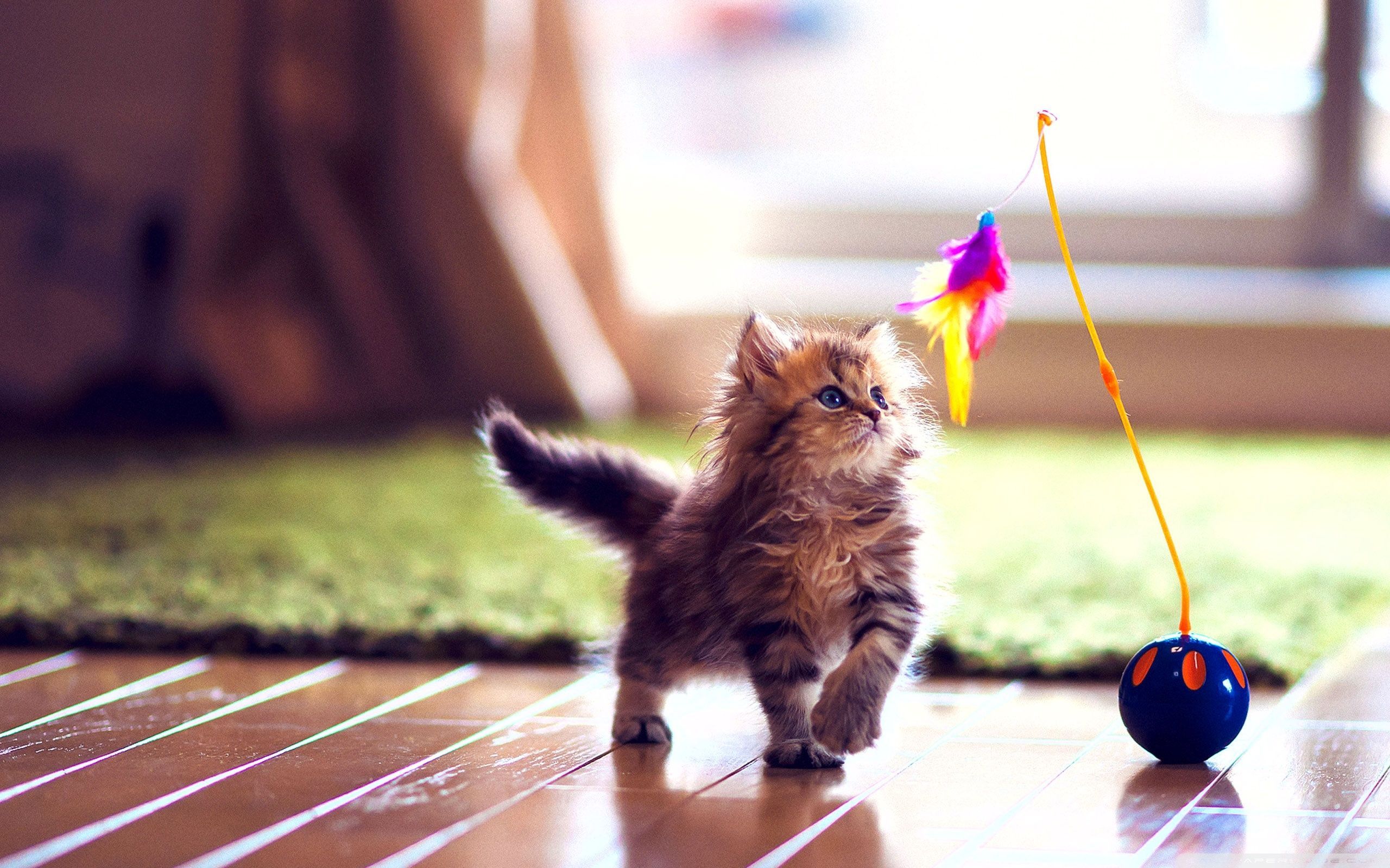 Cute kitten playing wallpaper 25601600 - WideWallpaper.info
